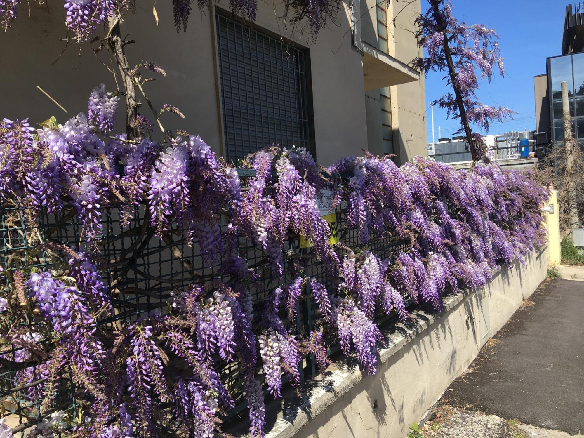 B&B Il Glicine Pescara Centro 외부 사진